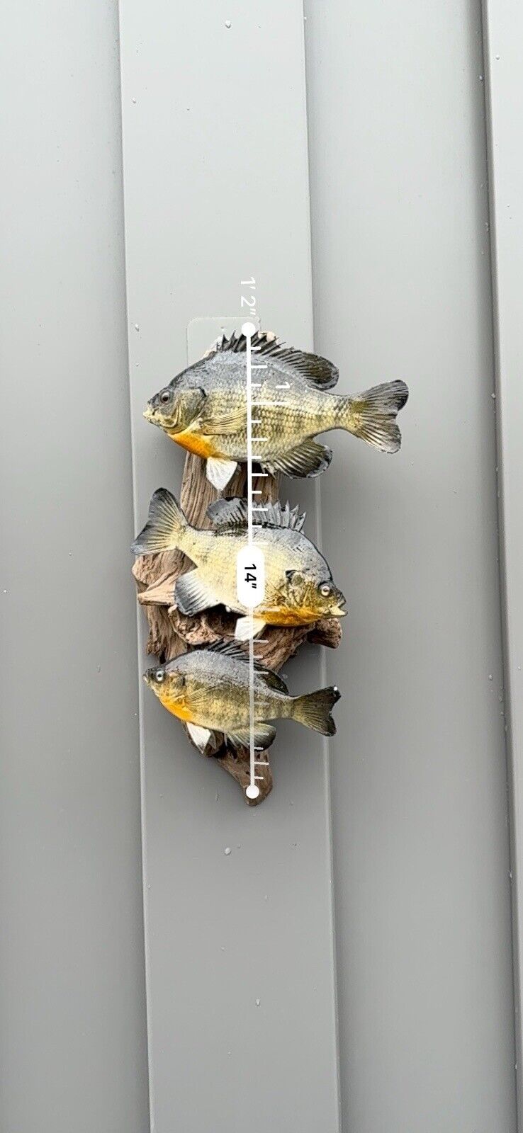 Real Skin Beautiful Sunfish Fish Taxidermy Wall Mount