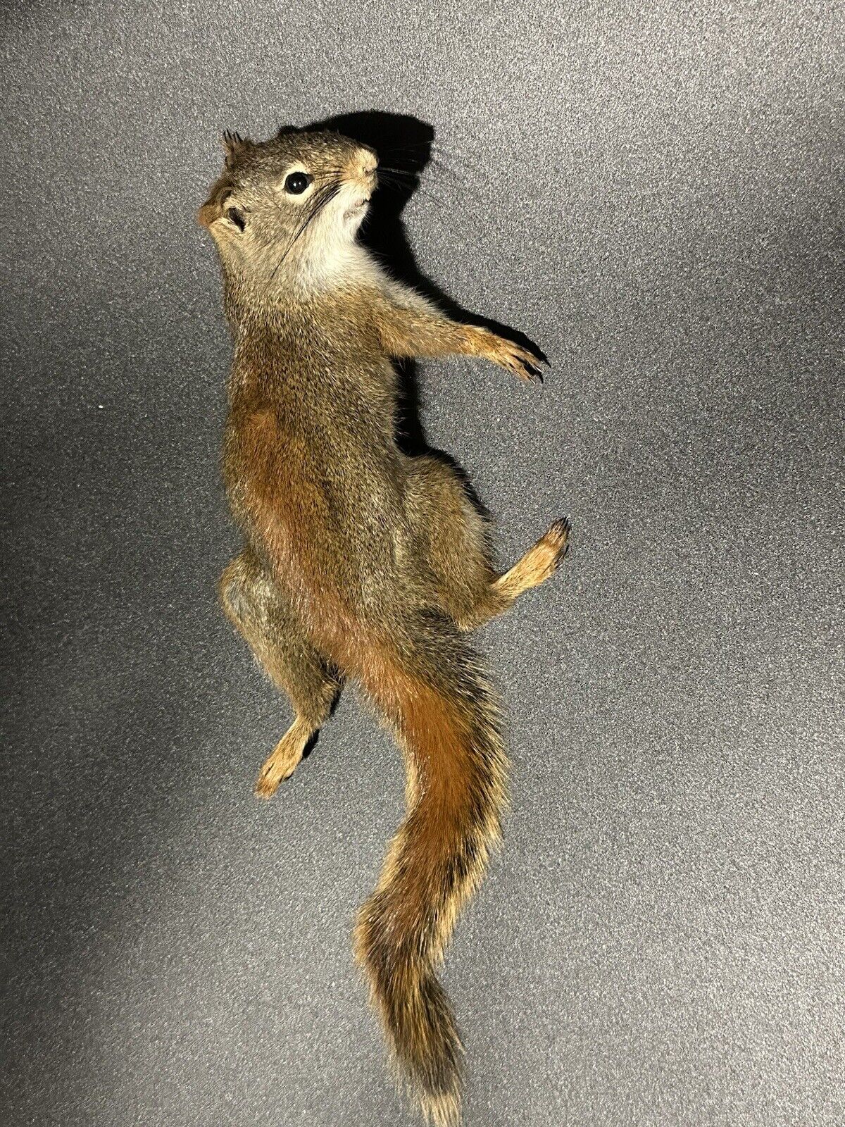 Beautiful Adorable Red Squirrel Small Animal Taxidermy Mount Art Wildlife 31S