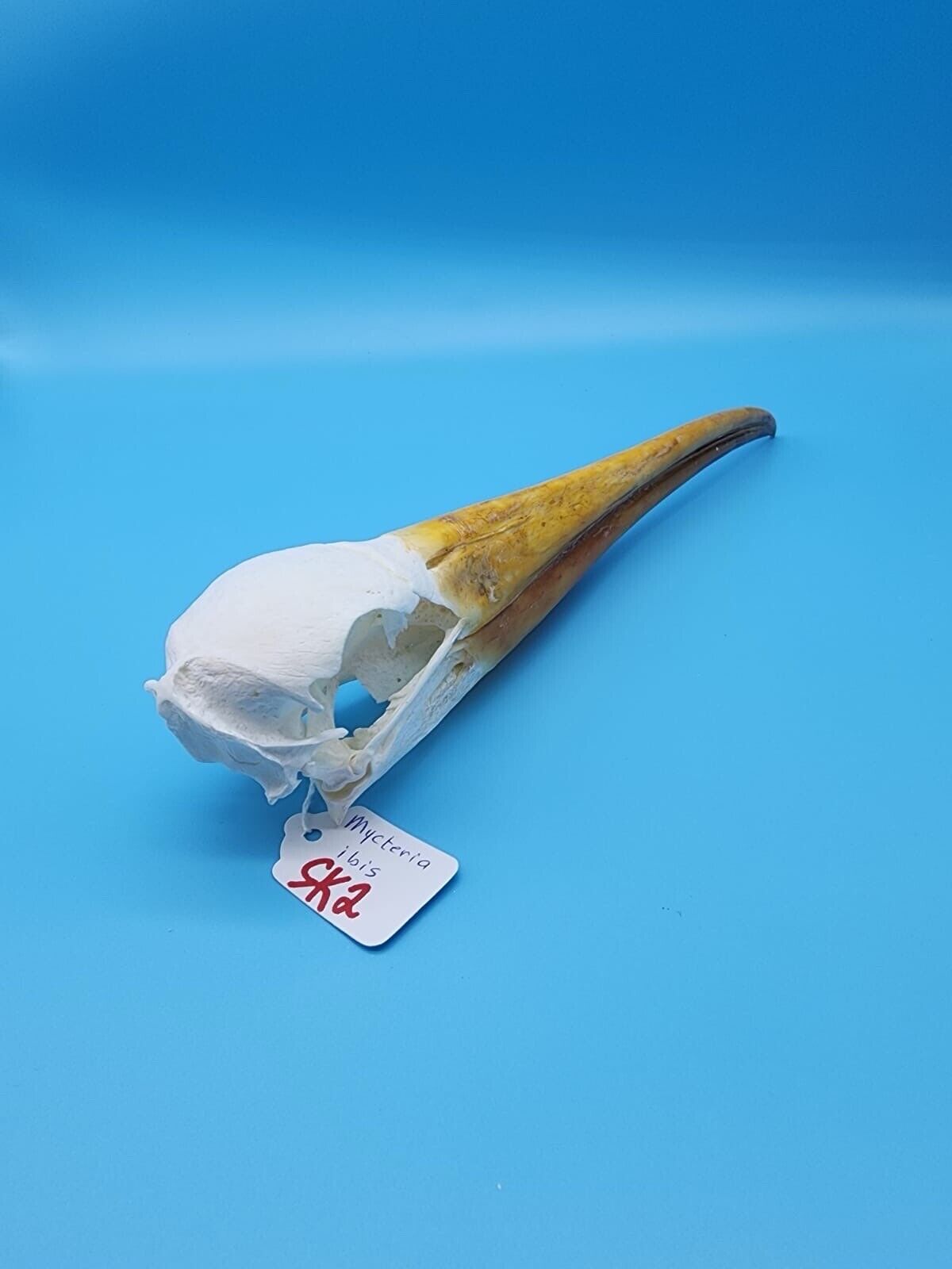 Real Yellow-billed stork Bird Skull Taxidermy Sk2