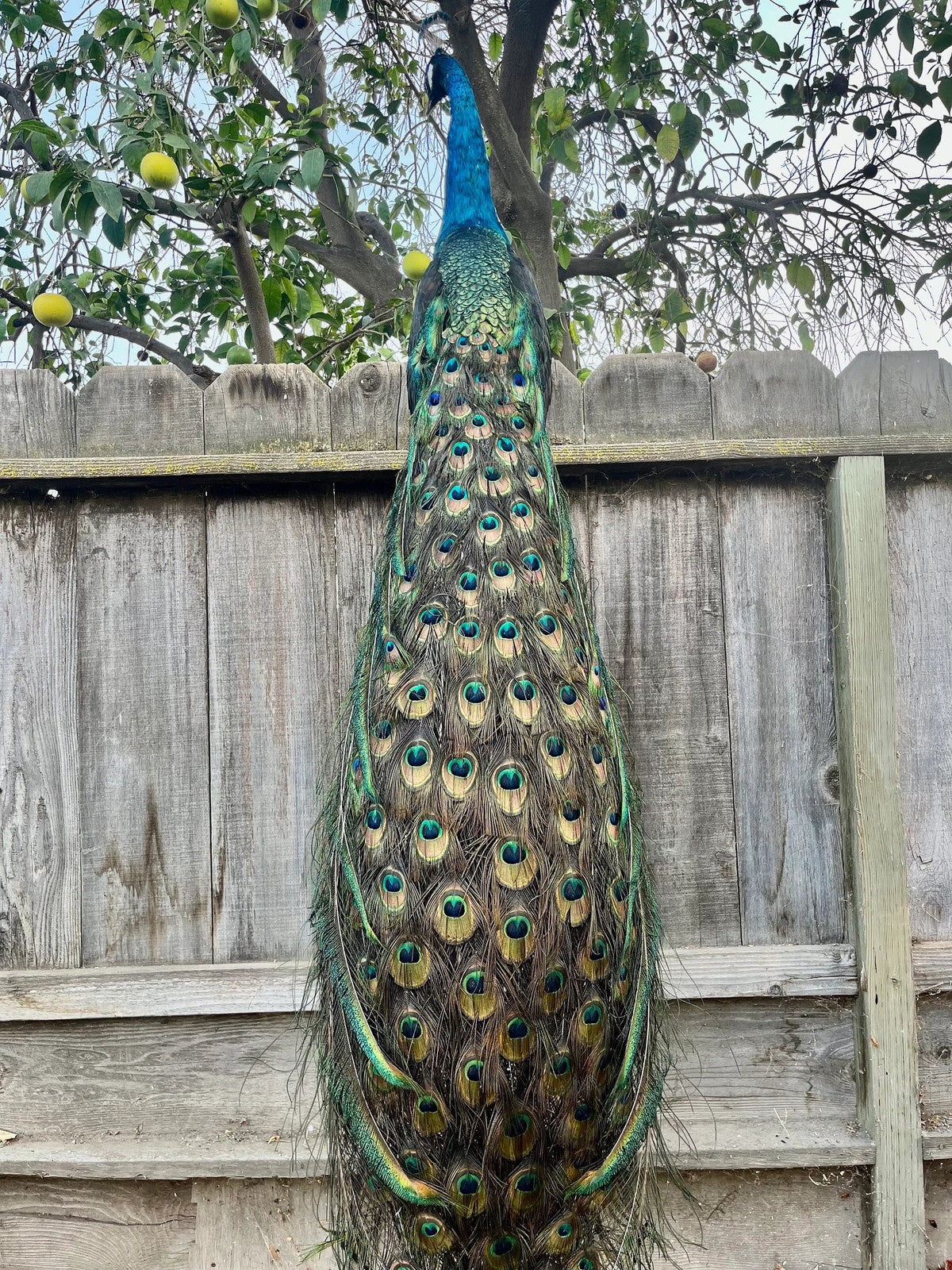 India Blue black shoulder PEACOCK Taxidermy Mount museum quality