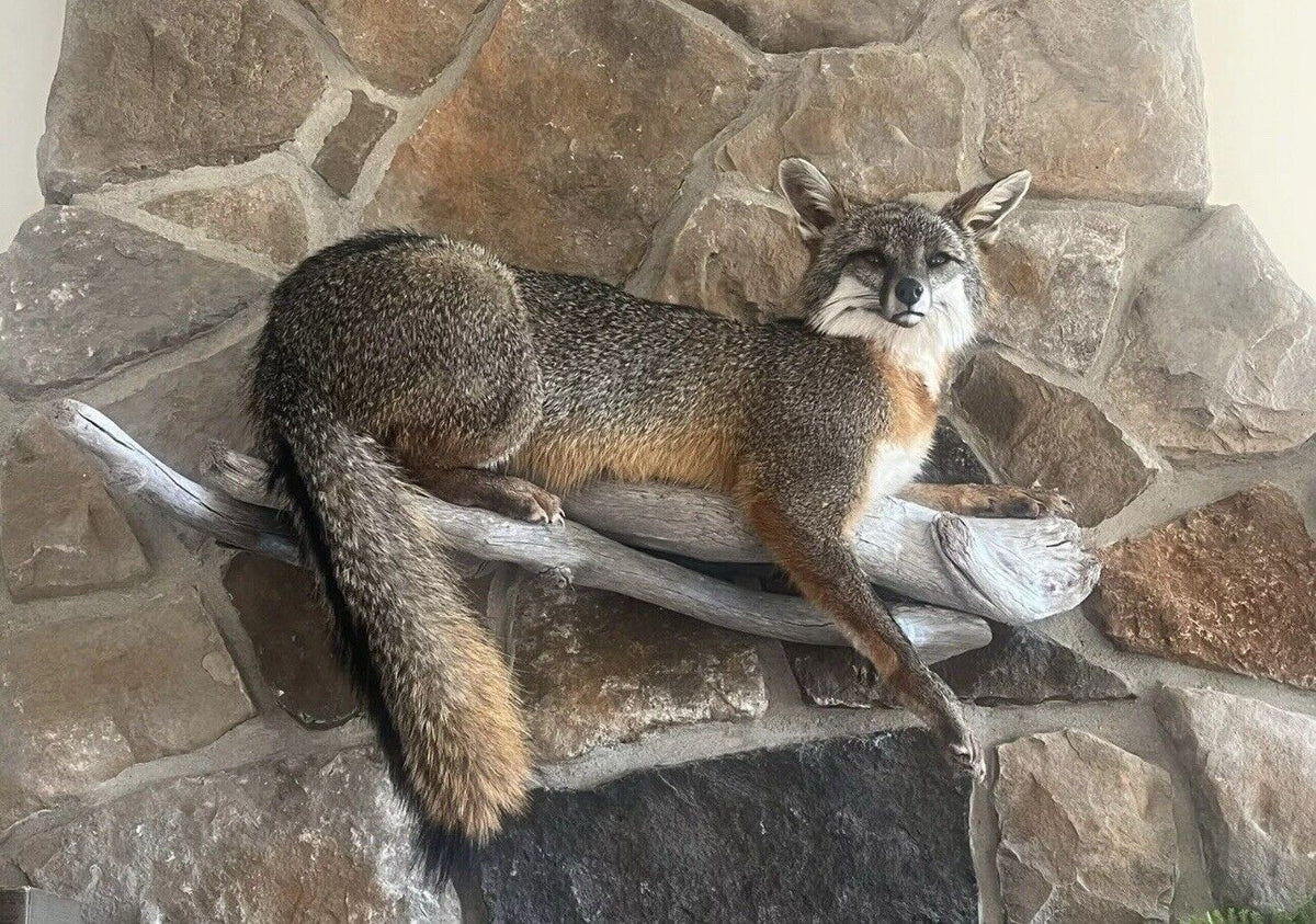FHWA1212 - Grey Fox Taxidermy Full Body Mount Cabin Camp Man Cave Home Decor NEW