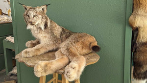 Alaskan Lynx Taxidermy Full Body Mount Prime Fur