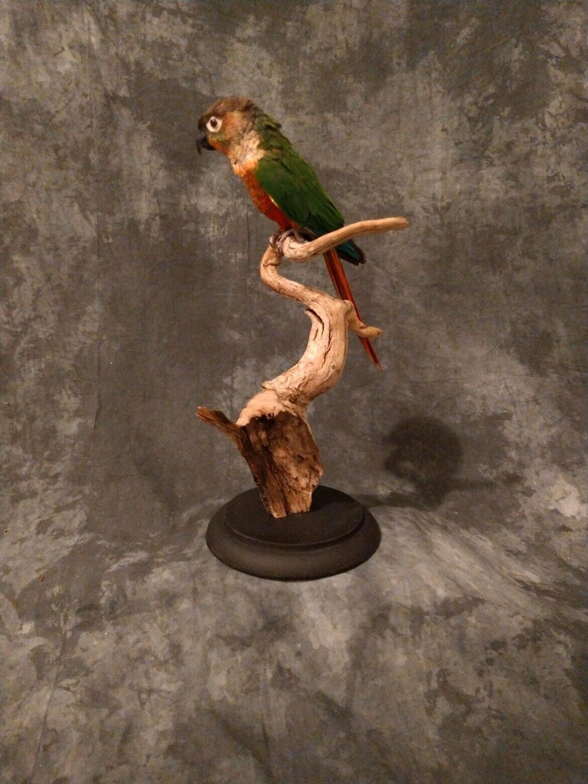 Green cheek conure taxidermy bird art