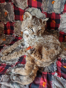 BOBCAT TAXIDERMY , Collectible,Log Cabin Decor,Outdoors,Hunting