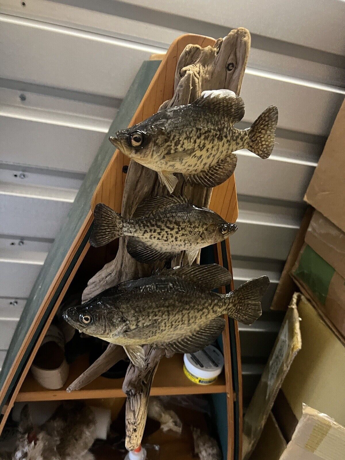 Beautiful Sunfish Crappie Perch Fish Taxidermy Wall Mount Art Wildlife