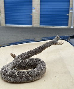 Large Real Rattle Snake Taxidermy Mount