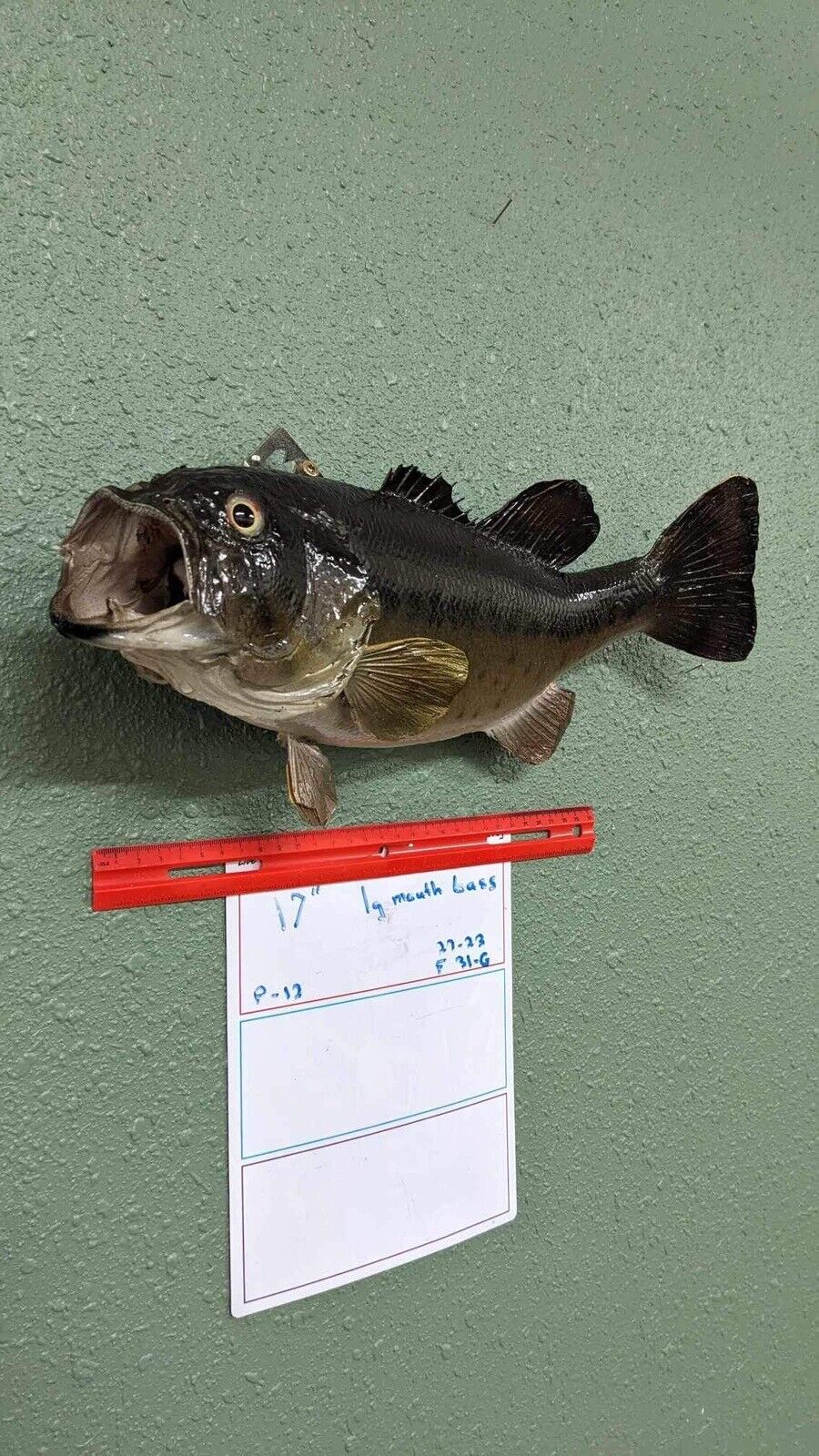 Beautiful Real Skin 17” Large Mouth Bass Taxidermy Wall Mount Art Wildlife