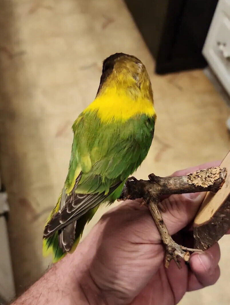 Black masked lovebird Taxidermy Mount