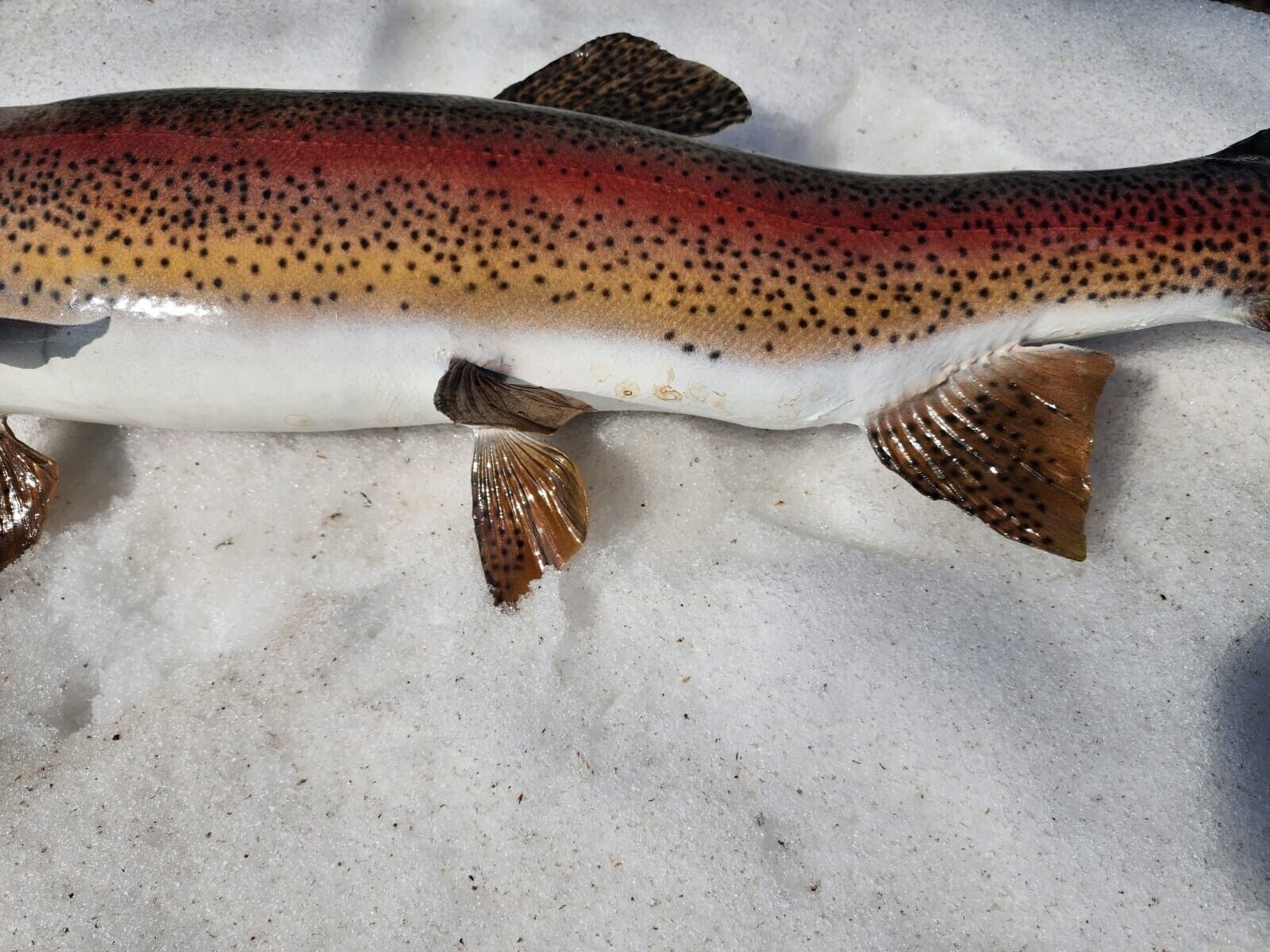 Beautiful Trout Fish Taxidermy Wall Mount Art Wildlife 30’