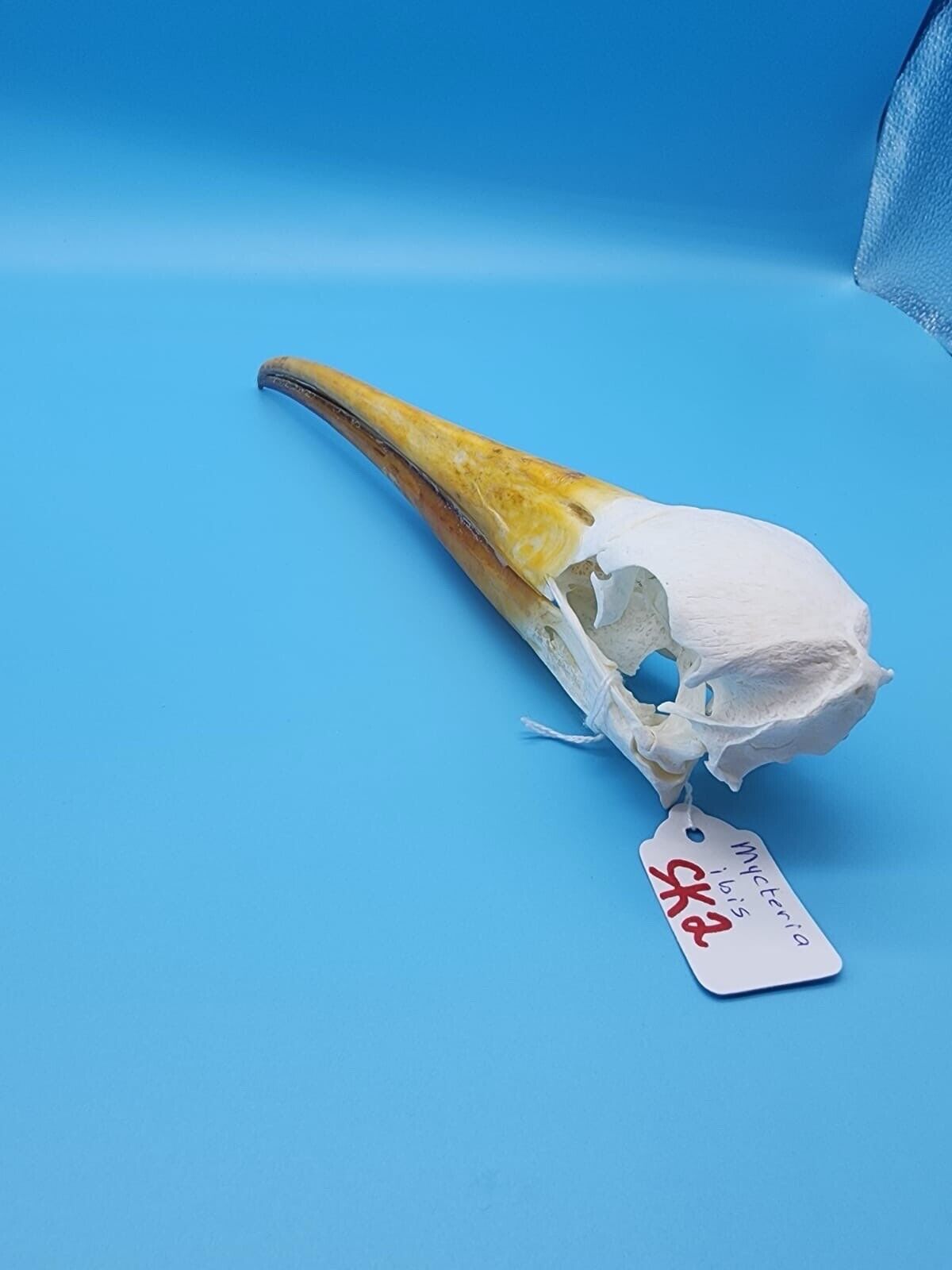 Real Yellow-billed stork Bird Skull Taxidermy Sk2