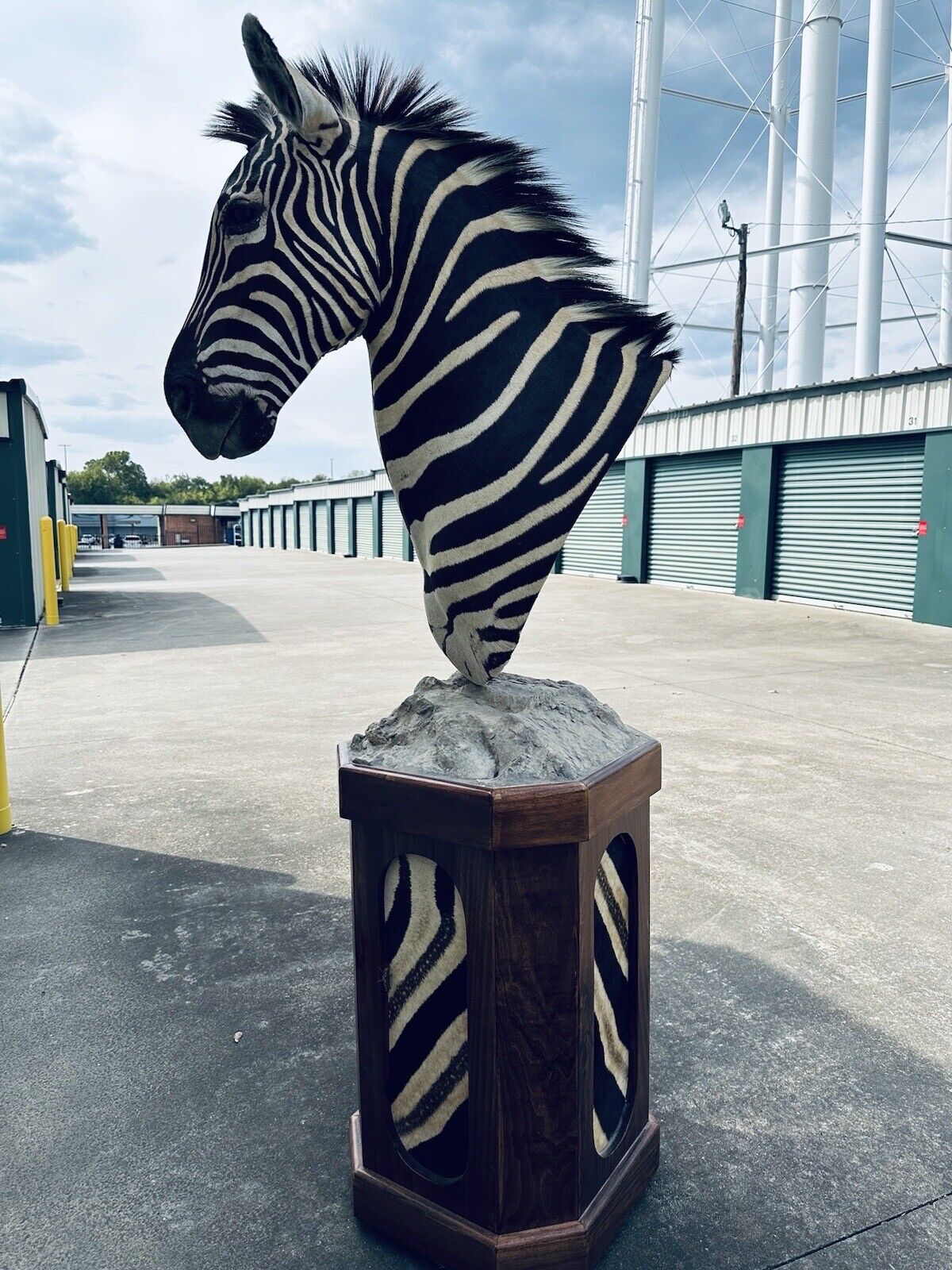 Burchells Zebra Pedestal Mount African Safari Taxidermy