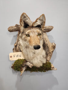 New Coyote Den Taxidermy Mount