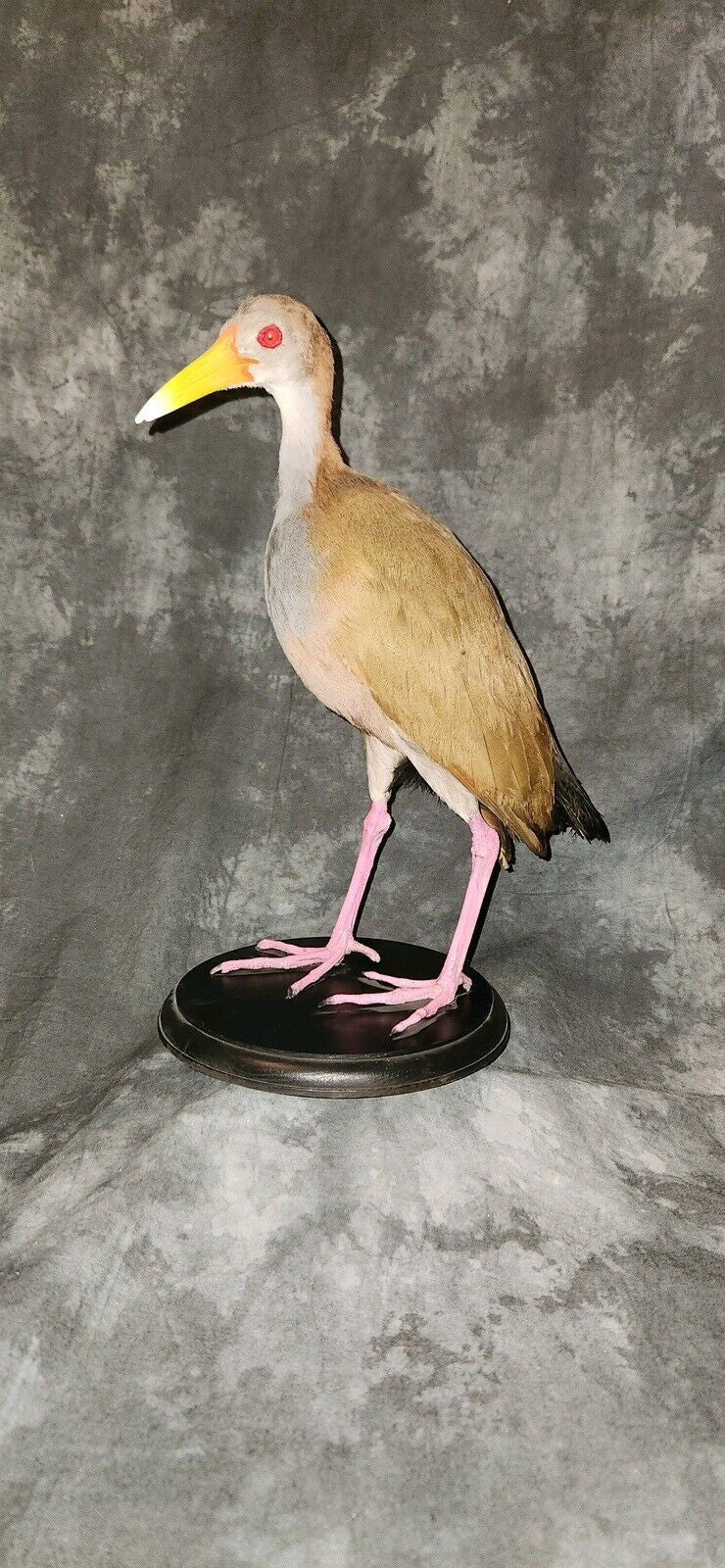 Rare Stunning Gaintwood rail Bird Standing Pedestal Taxidermy Mount