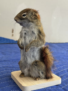 Beautiful Adorable Red Squirrel Small Animal Taxidermy Mount Art Wildlife 10S