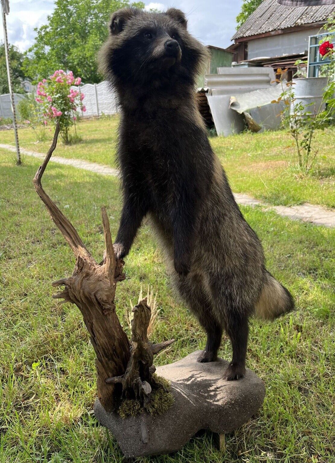 Museum Quality Raccoon Dog (japanese Raccoon) Taxidermy Mount Hunting Cabin