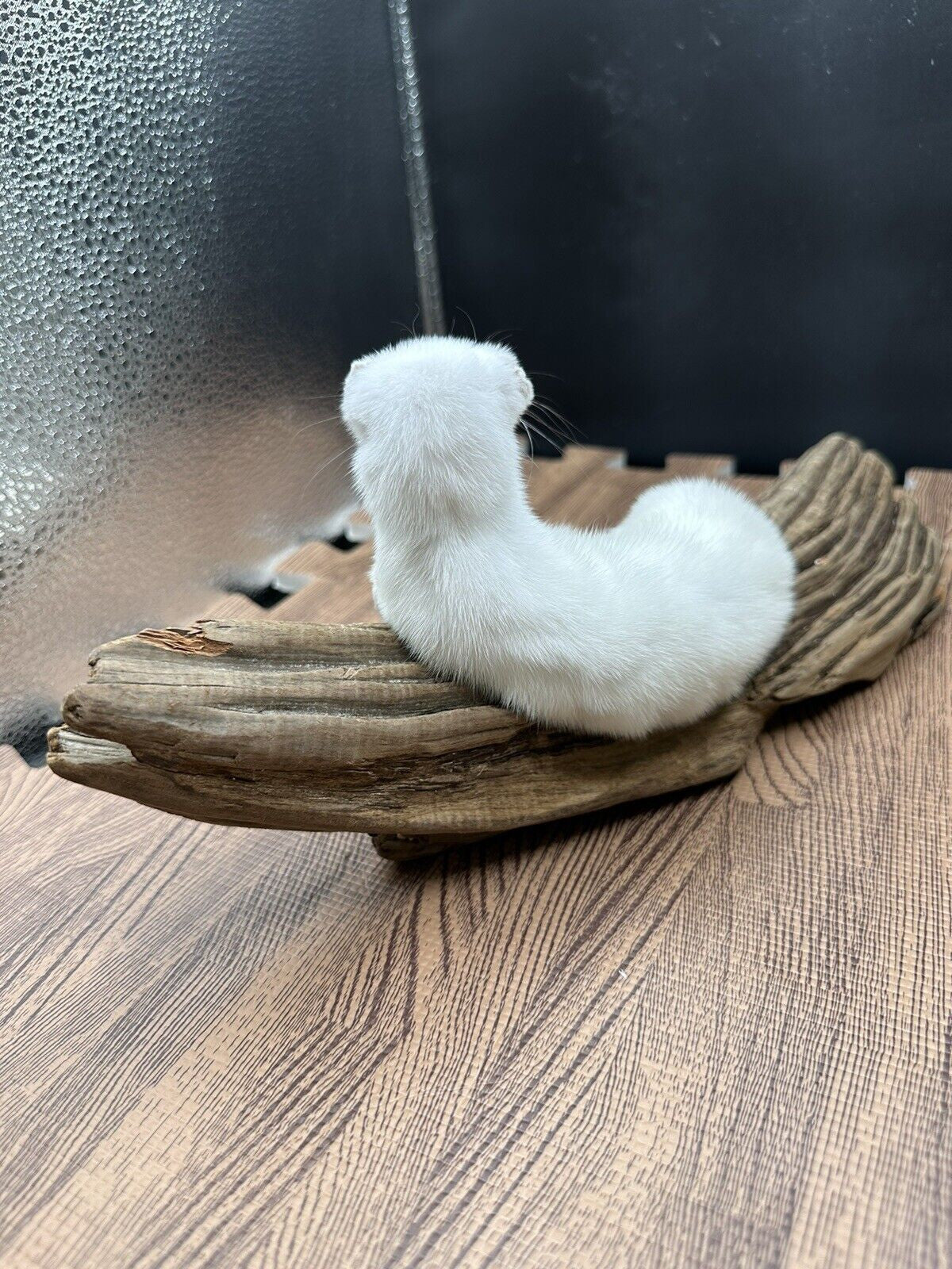 Beautiful Adorable Weasel Ermine Small Animal Taxidermy Mount Art Wildlife 41w