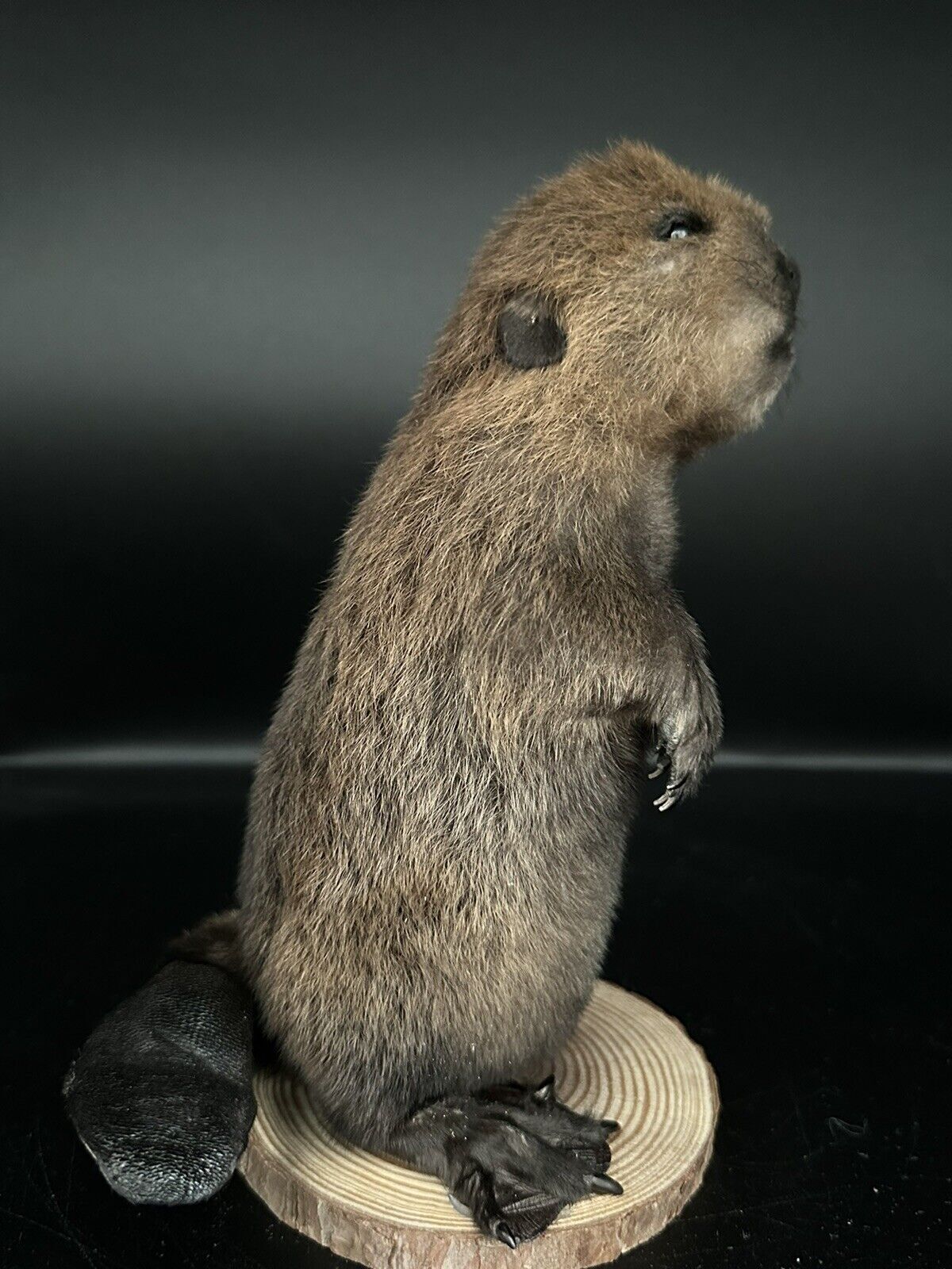 Beautiful Adorable Baby Beaver Kit Taxidermy Mount Art Wildlife 18B