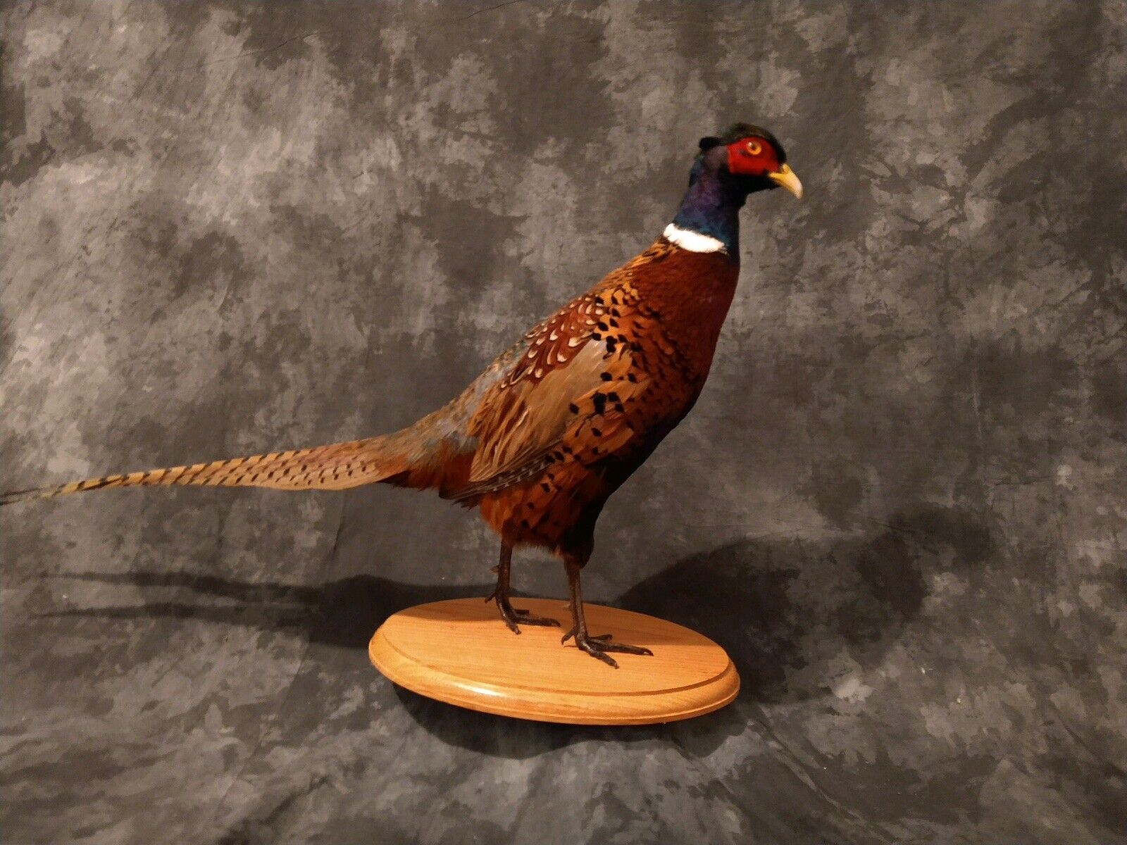 RINGNECK PHEASANT ROOSTER - museum quality - MOUNT - TAXIDERMY