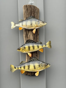 Beautiful Perch Fish Taxidermy Wall Mount Art Wildlife