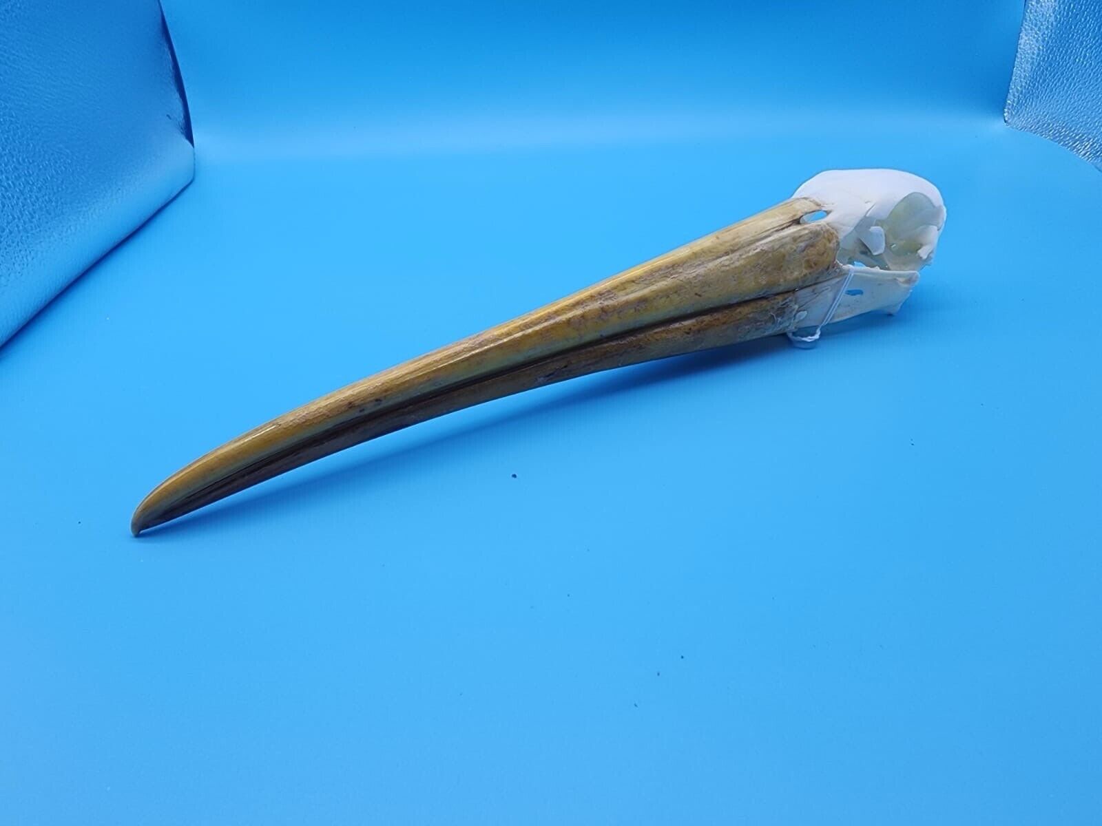 Real Yellow-billed stork Bird Skull Taxidermy Sk6