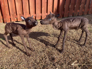 Rare Real Baby Caribou Taxidermy Soft Mount - Posable