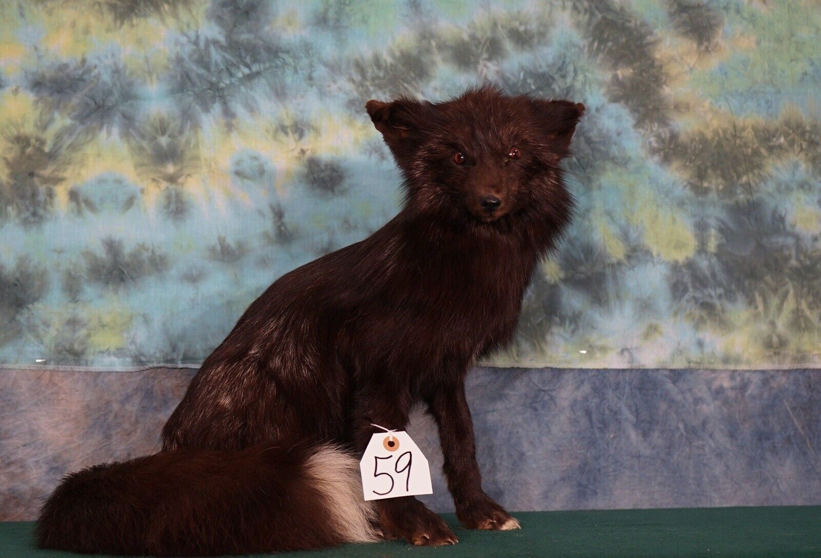 Beautiful Artic Dark Silver Fox Taxidermy Life Size Mount full body fluffy real