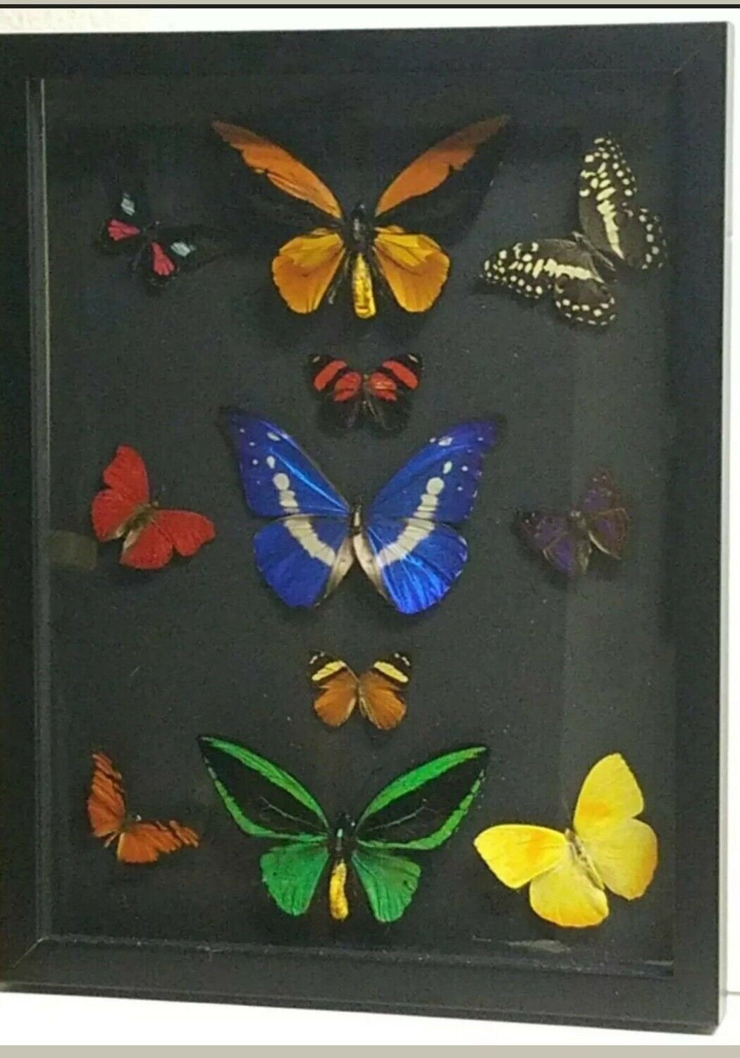 Rare Butterfly Specimen Art Framed Shadow Box USA Odd Gift Taxidermy