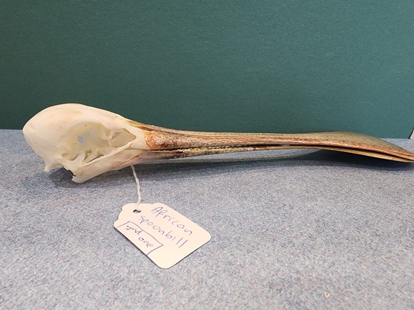 Real African spoonbill Bird Skull Taxidermy Sk1
