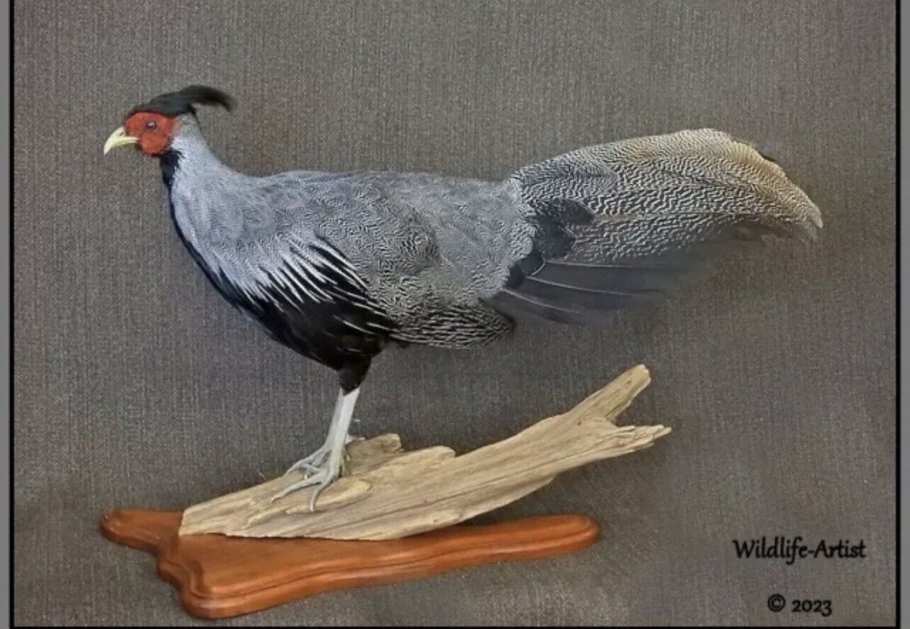 Pheasant Taxidermy Mount Bird Gamebird Feathers Exotic by Wildlife-Artist