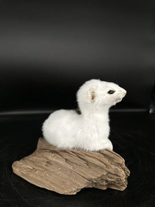 Beautiful Adorable Weasel Ermine Small Animal Taxidermy Mount Art Wildlife 17W