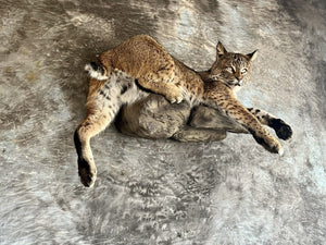 Bobcat Taxidermy Wall Mount Custom Wildlife Fur Hunting Decor Full Body New!