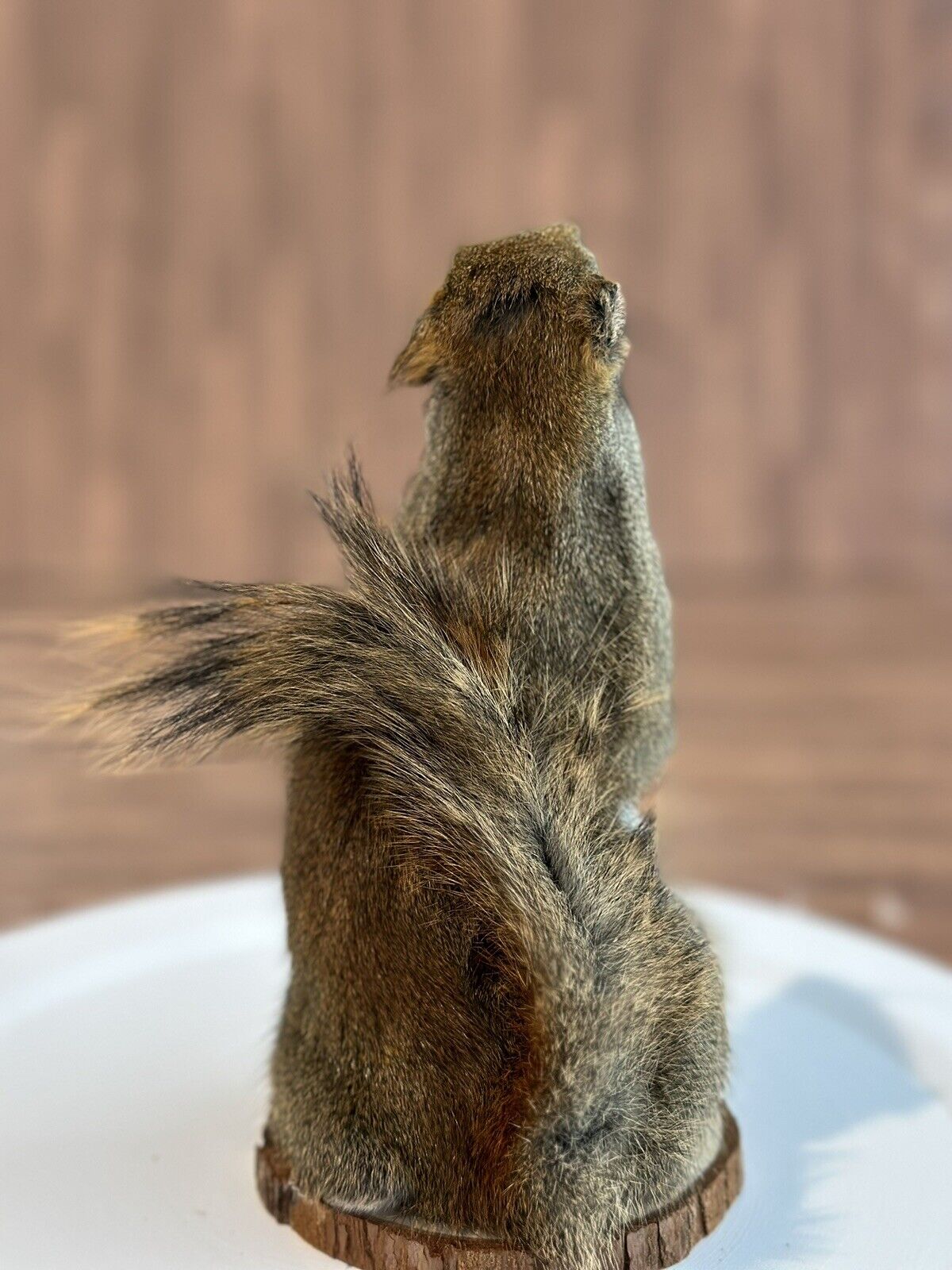 Beautiful Adorable Red Squirrel Small Animal Taxidermy Mount Art Wildlife 12S