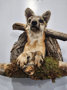 Beautiful Grey Fox Taxidermy Wall Mount In Den