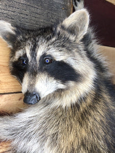 Raccoon Taxidermy Mount Fox Badger Coyote Bobcat Skunk Squirrel Shoulder Mount