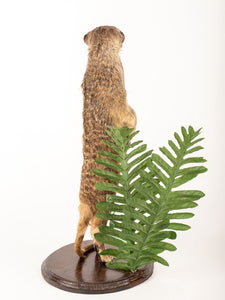 Rare Meerkat / Suricate Real Taxidermy Mount