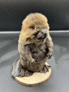 Beautiful Adorable Baby Beaver Kit Taxidermy Mount Art Wildlife 13B