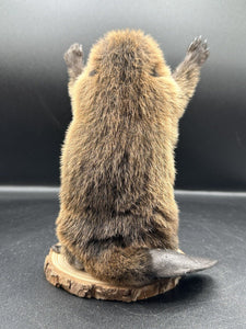 Beautiful Adorable Baby Beaver Kit Taxidermy Mount Art Wildlife 15B