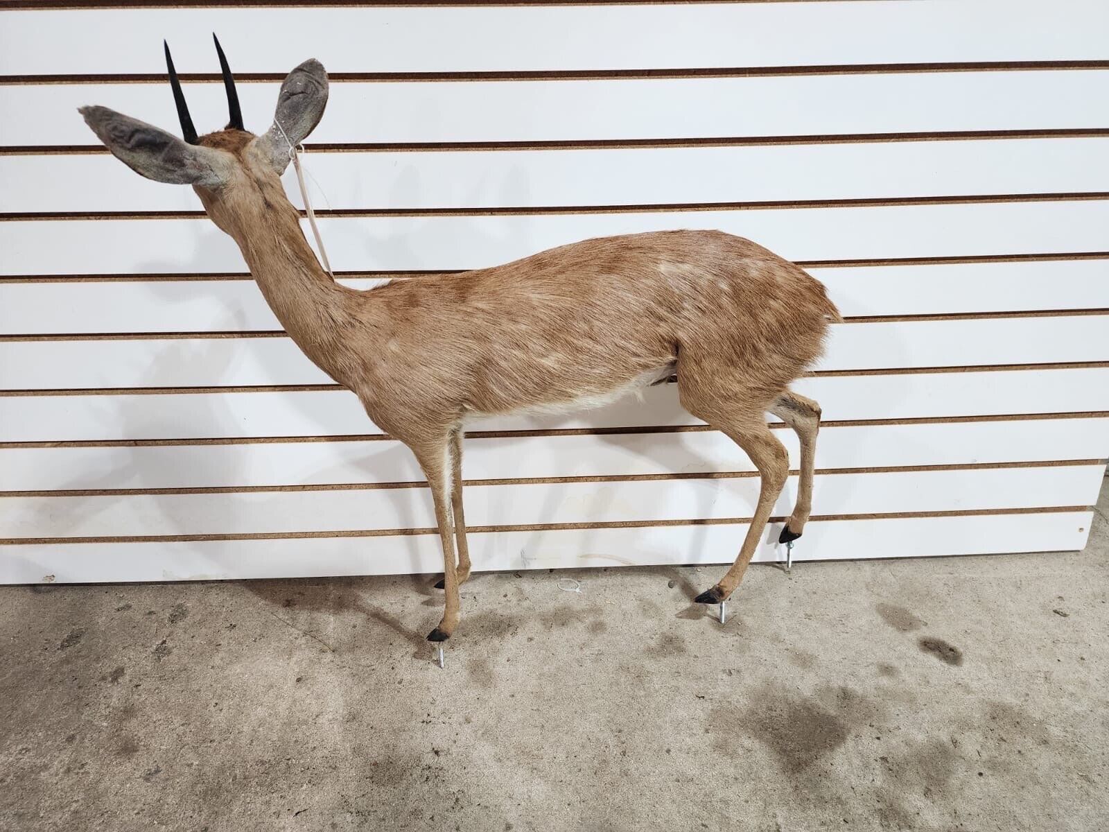 oribi, (Ourebia ourebi) Deer Fawn Taxidermy Mount