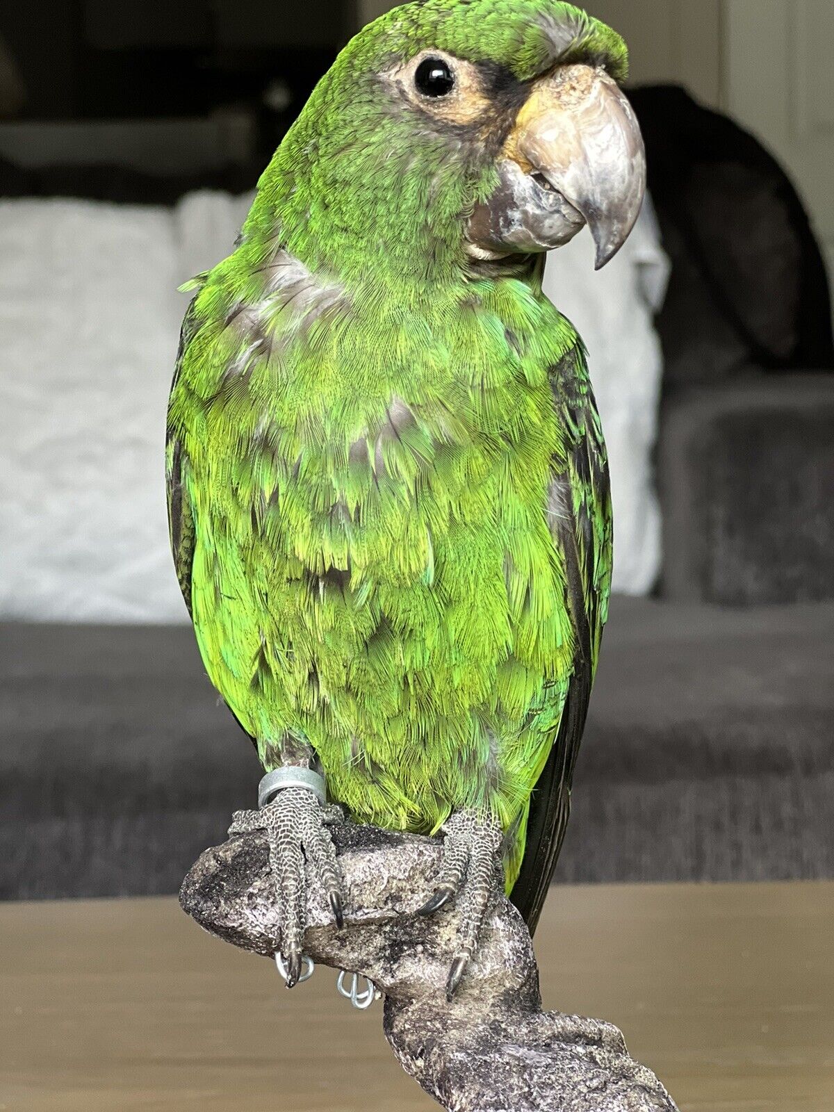 Fhcm88 - Red fronted parrot Taxidermy Mount Beautiful Colors
