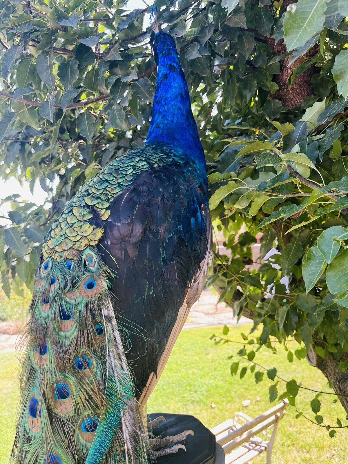 India Blue PEACOCK Taxidermy Mount museum quality