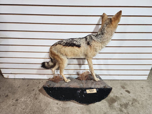 Black jackal African Taxidermy Mount