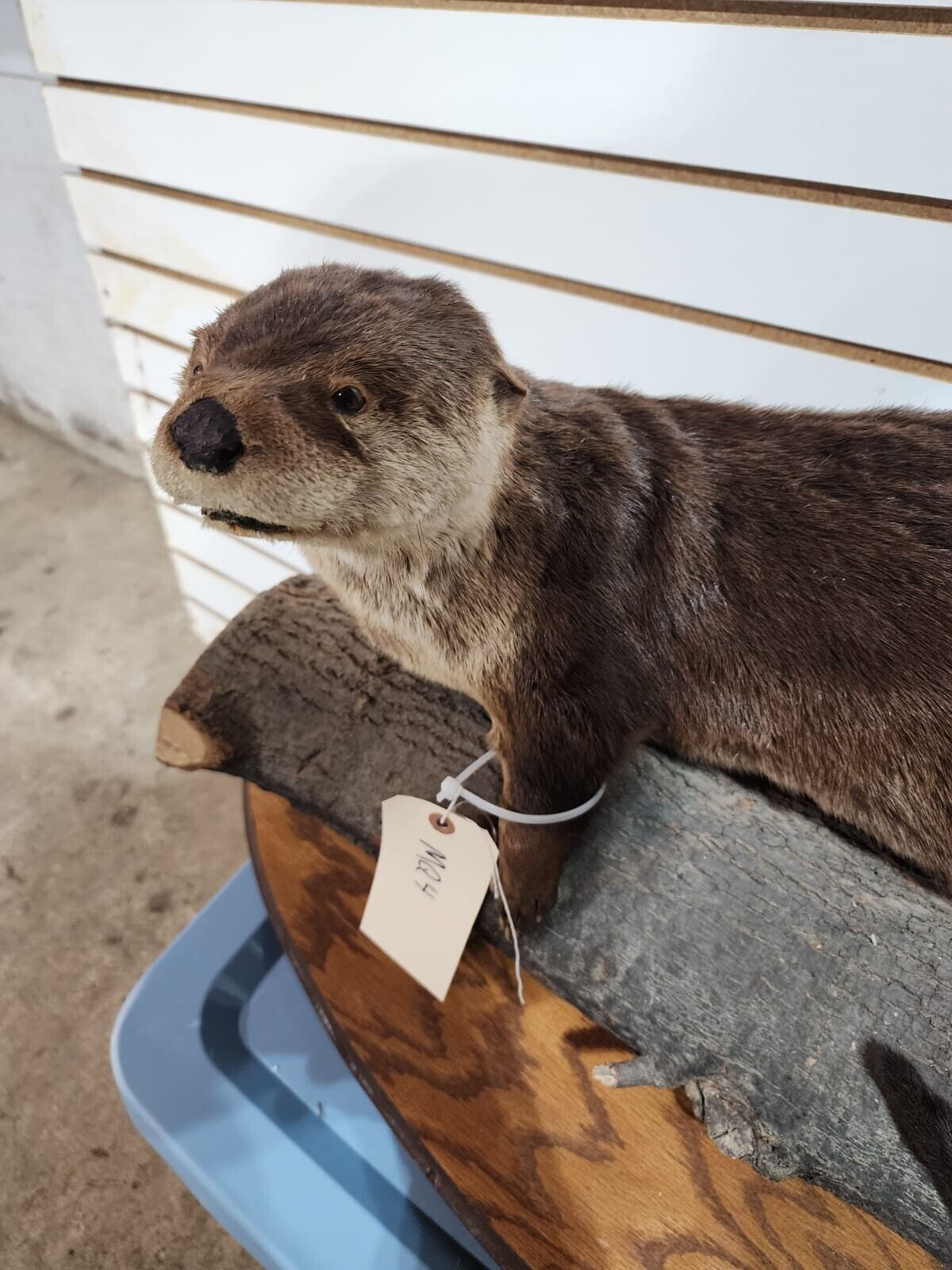 New Full Body Otter Taxidermy Mount