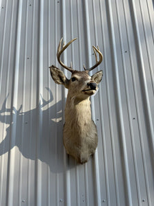 Whitetail Deer Real Antler Deer Taxidermy Mount