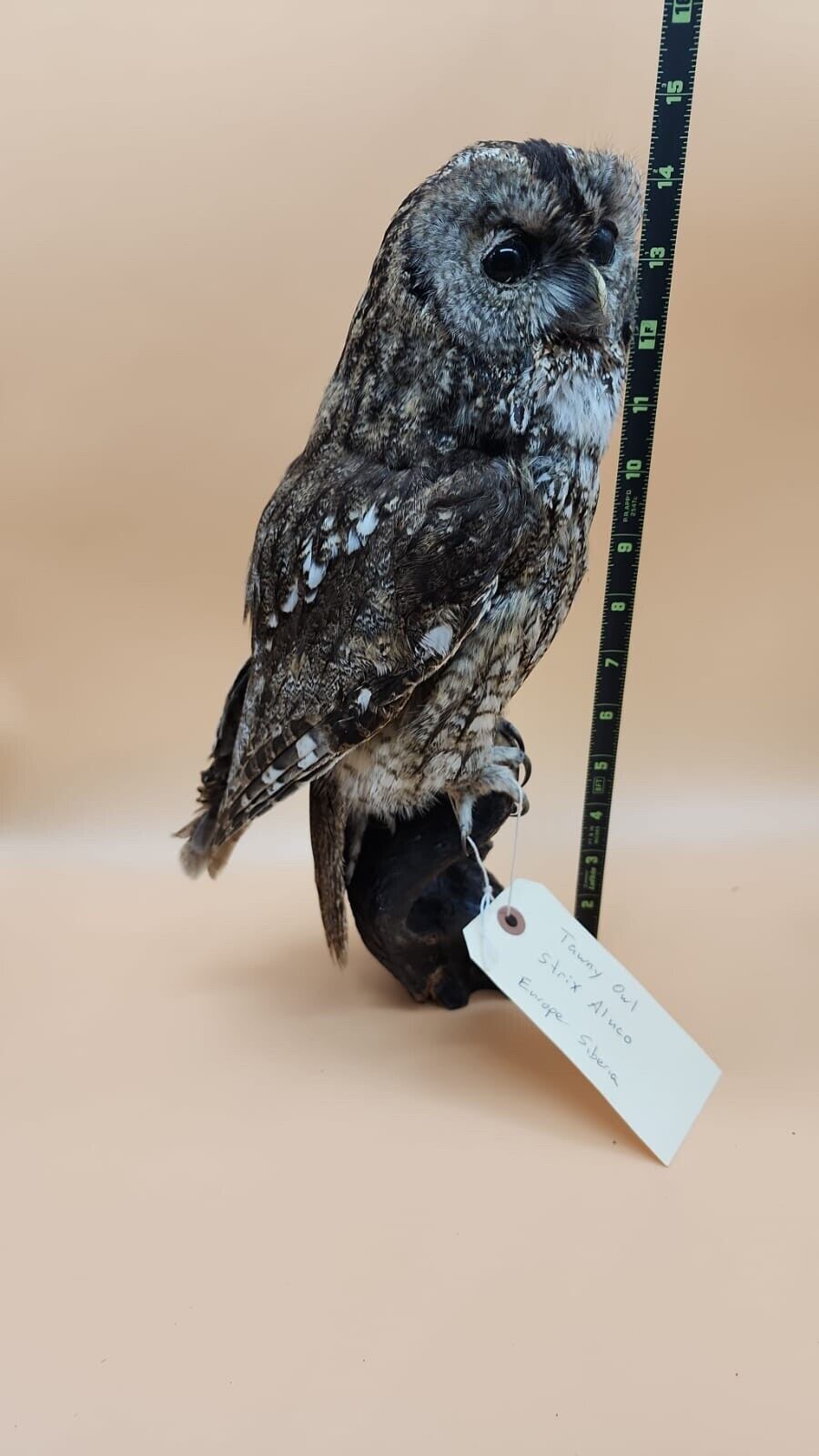 Tawny Owl Real Beautiful Taxidermy Mount