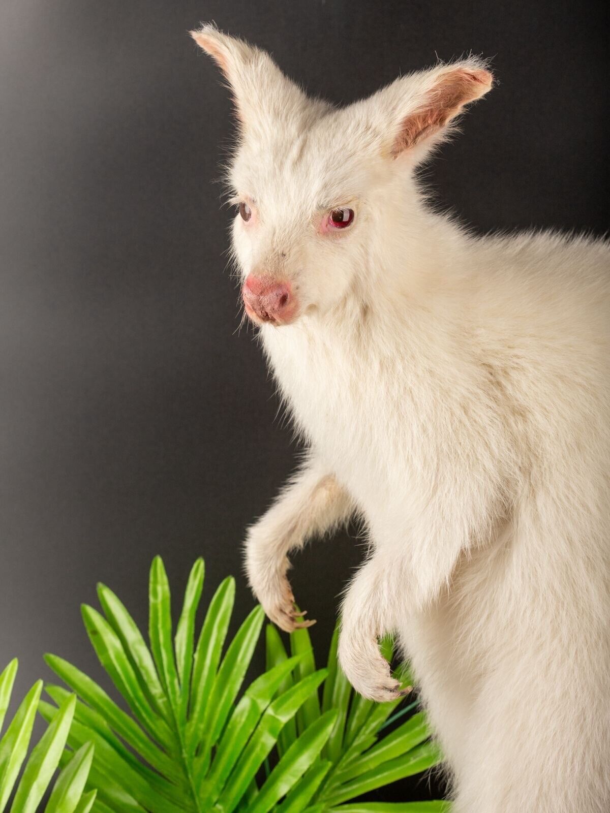 White wallaby Kangaroo Taxidermy Mount