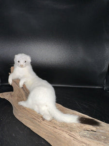 Beautiful Adorable Weasel Ermine Small Animal Taxidermy Mount Art Wildlife 19W