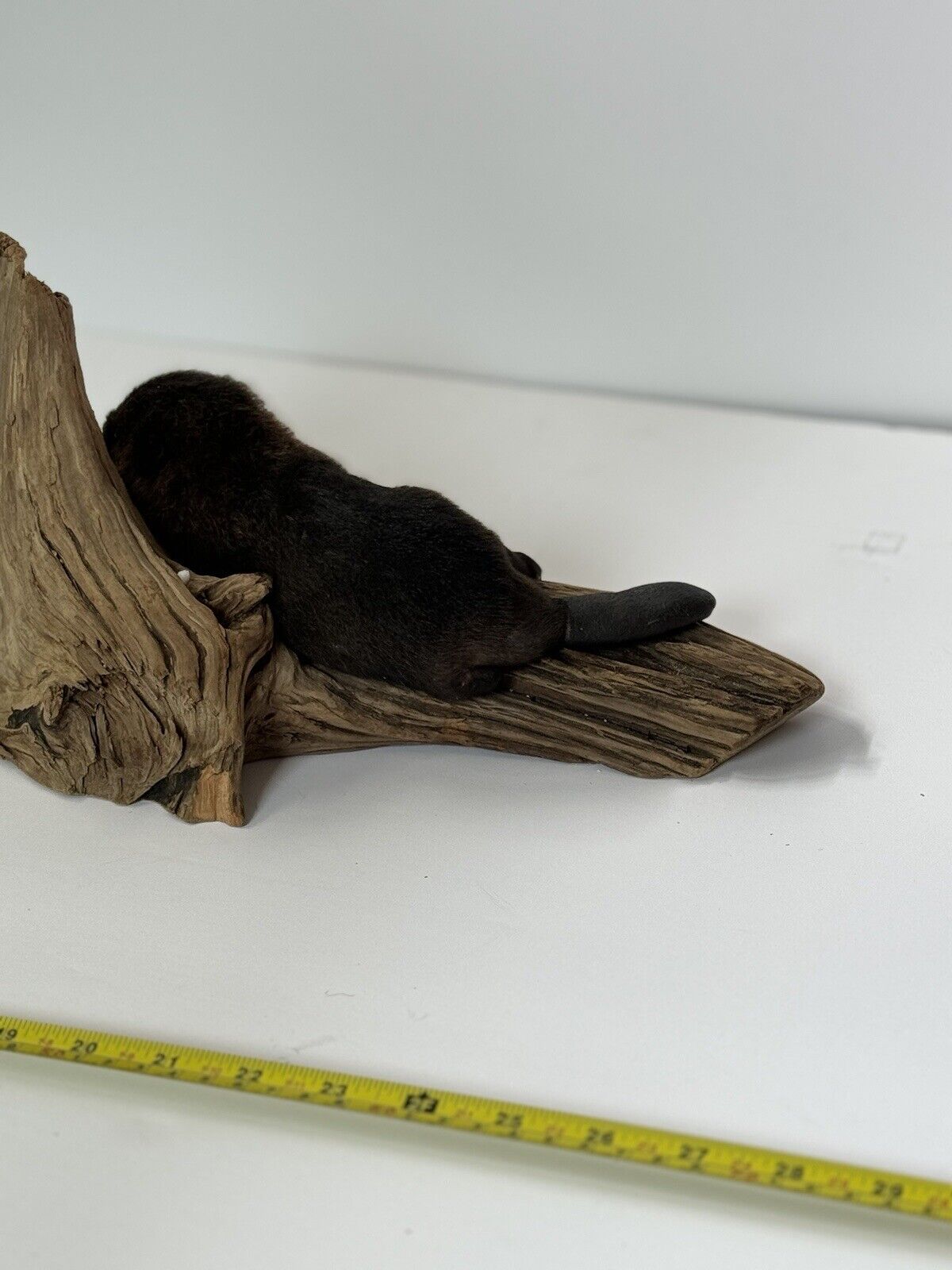 Beautiful Adorable Baby Beaver Kit Taxidermy Mount Art Wildlife #8