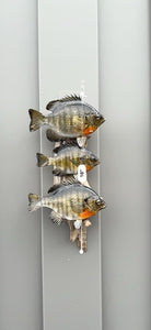 Real Skin Beautiful Sunfish Fish Taxidermy Wall Mount