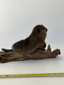 Beautiful Adorable Baby Beaver Kit Taxidermy Mount Art Wildlife #3