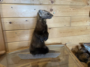 Pine Marten Alaskan Life Size Taxidermy Mount